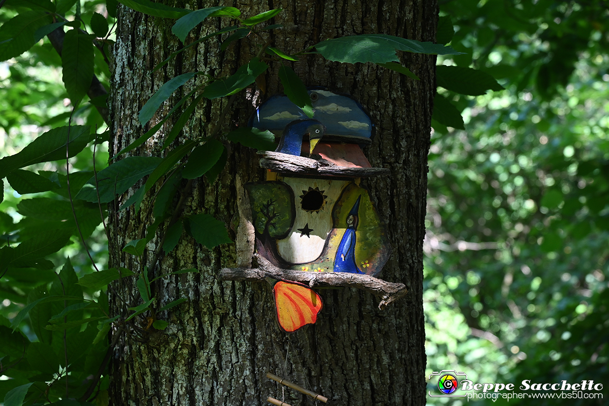 VBS_4823 - Il bosco fatato - Montaldo Roero.jpg